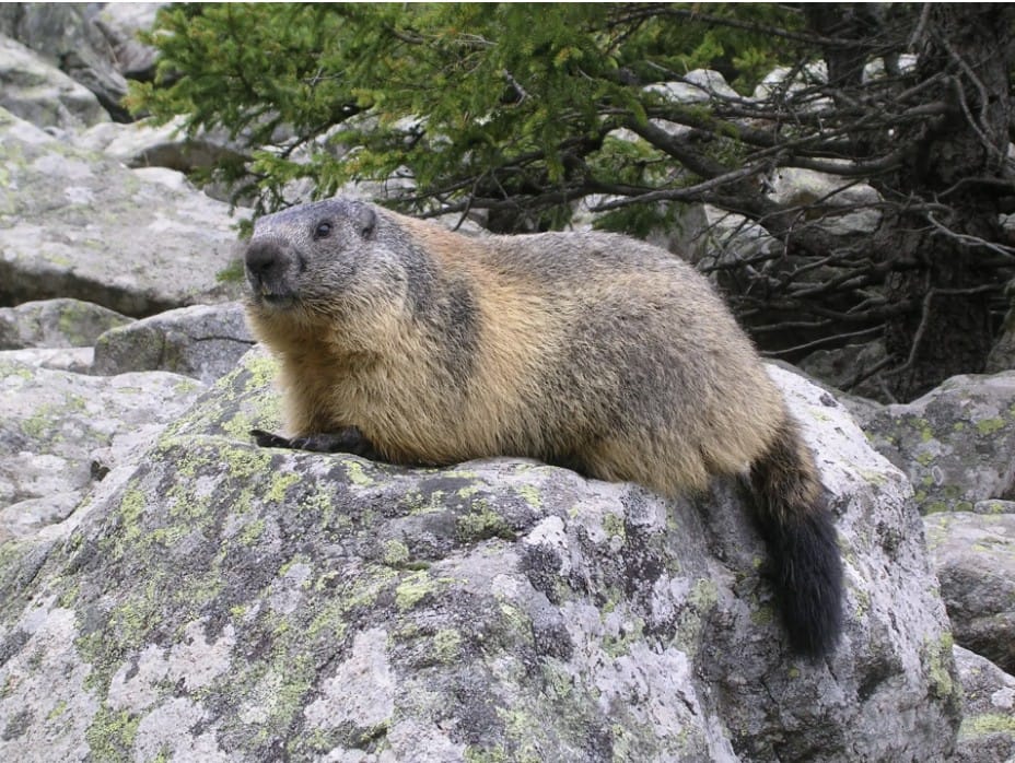 Meet the marmots